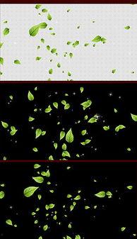 叶子飘落的视频,捕捉秋日美景的瞬间