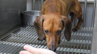 狂犬病狗视频,揭秘病毒传播与防范