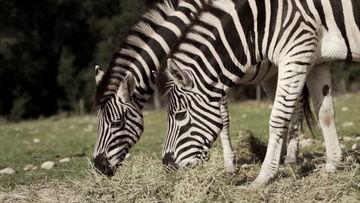 小动物世界视频