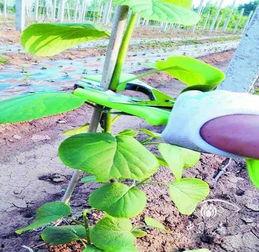 猕猴桃幼苗管理视频