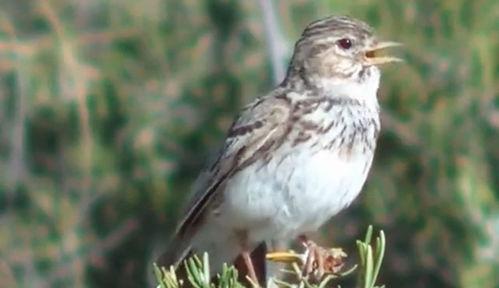 野小沙百灵鸟叫声视频,自然旋律中的生命之歌