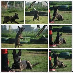 马犬怎么训练视频,高效训练技巧全解析